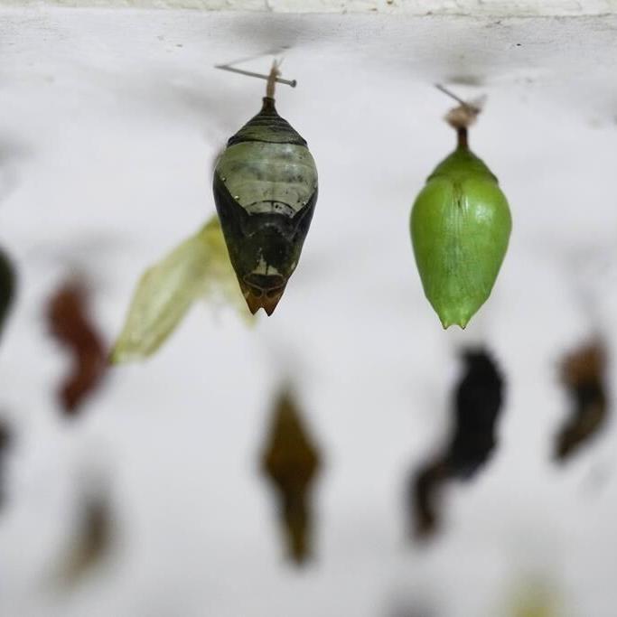 Italian museum recreates Tanzanian butterfly forest to raise awareness on biodiversity research